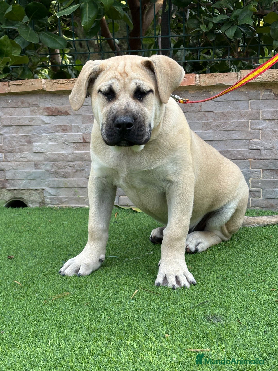 Presa Canario perros en venta: Cachorro presa canario  - Anuncio 9