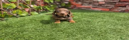 Teckel Miniatura perros en venta: TECKEL MINIATURA CHOCOLATE - Anuncio 1