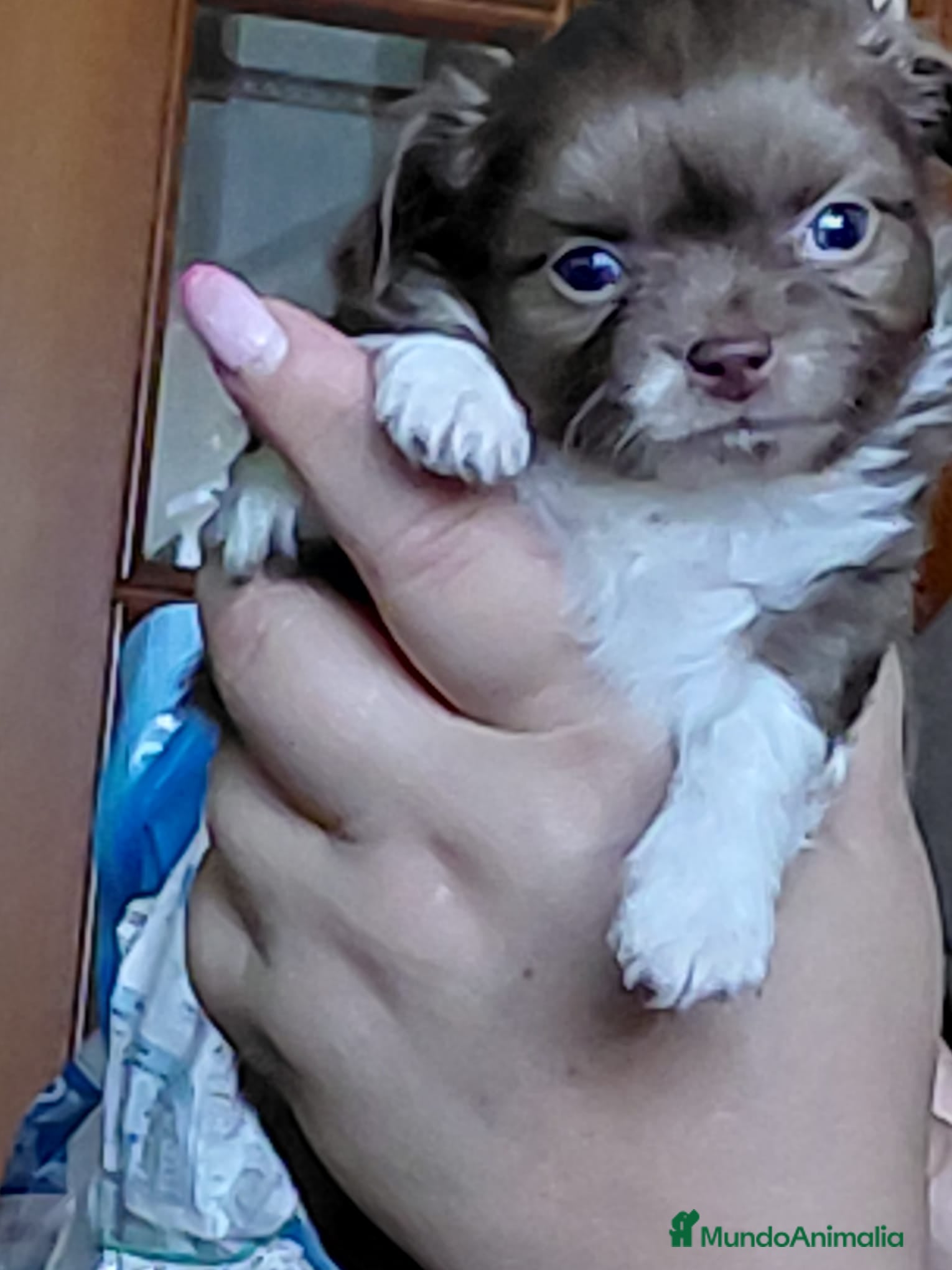 Chihuahua perros Chihuahuas chocolate de pelo largo🐶🐾🔥 - Anuncio 2