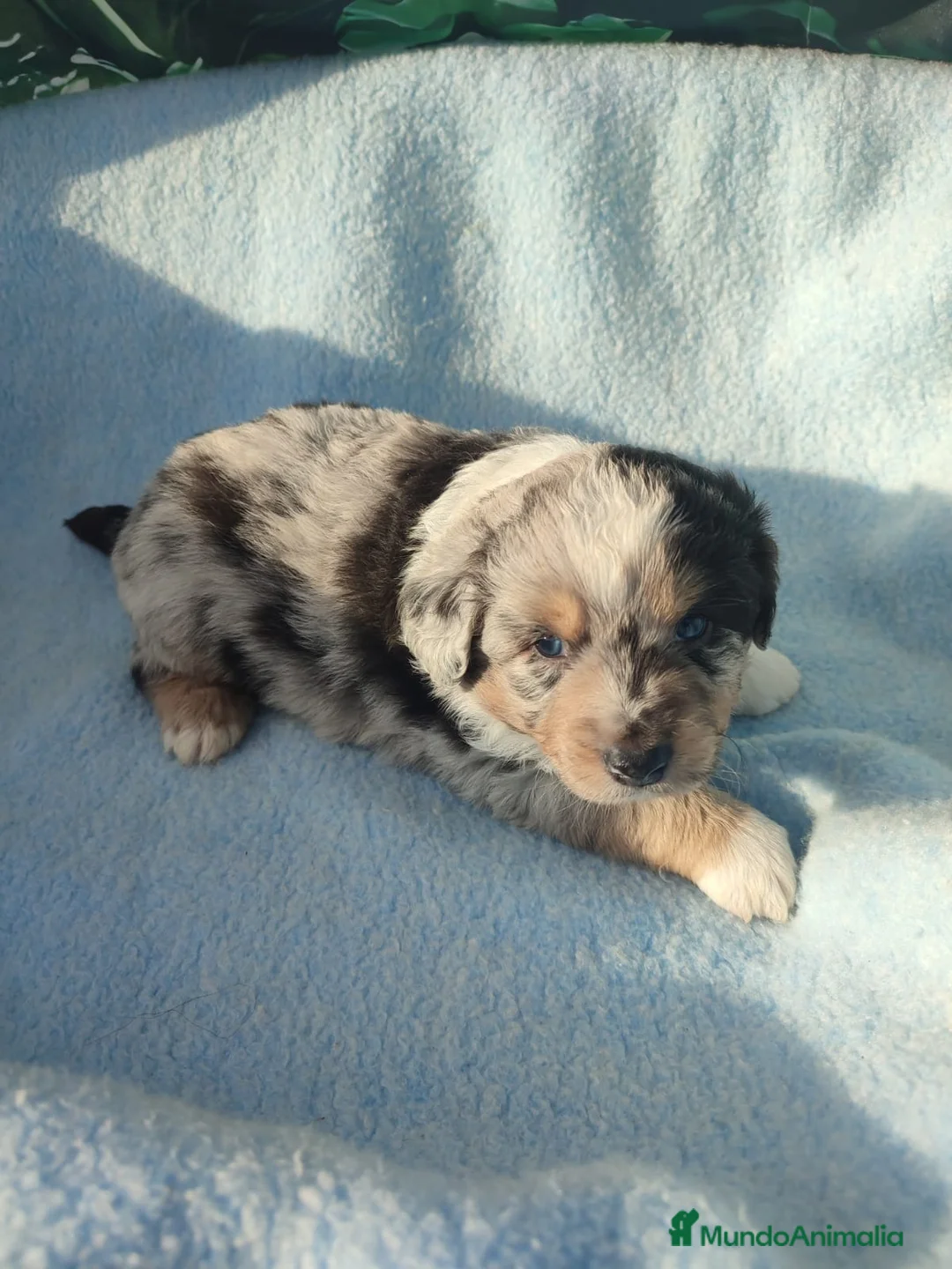 Pastor Miniatura Americano perros en venta: CACHORROS PASTOR AMERICANO MINIATURA - Anuncio 7