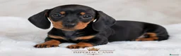 Teckel perros en venta: TECKEL, SUPER ECONOMICOS! en Burgos - Anuncio 1