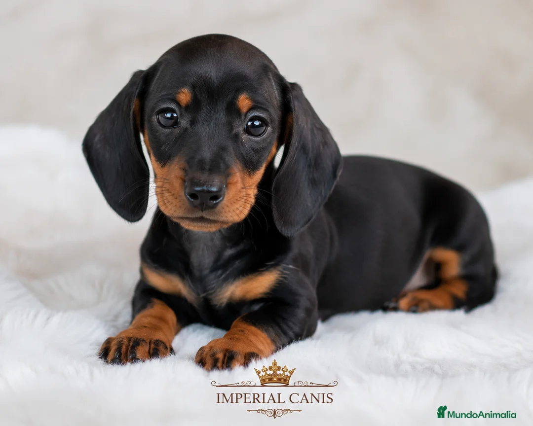 Teckel perros en venta: TECKEL, SUPER ECONOMICOS! en Burgos - Anuncio 1