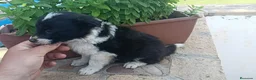 Border Collie perros en venta: Border colli - Anuncio 5