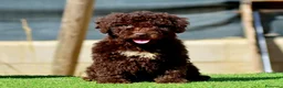 Perro de Agua Español perros en venta: CAMADA PERRO DE AGUA ESPAÑOL - Anuncio 19