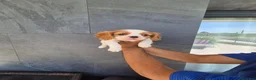 Cavalier King Charles Spaniel perros en venta: Cavalier King Charles  en Girona - Anuncio 4