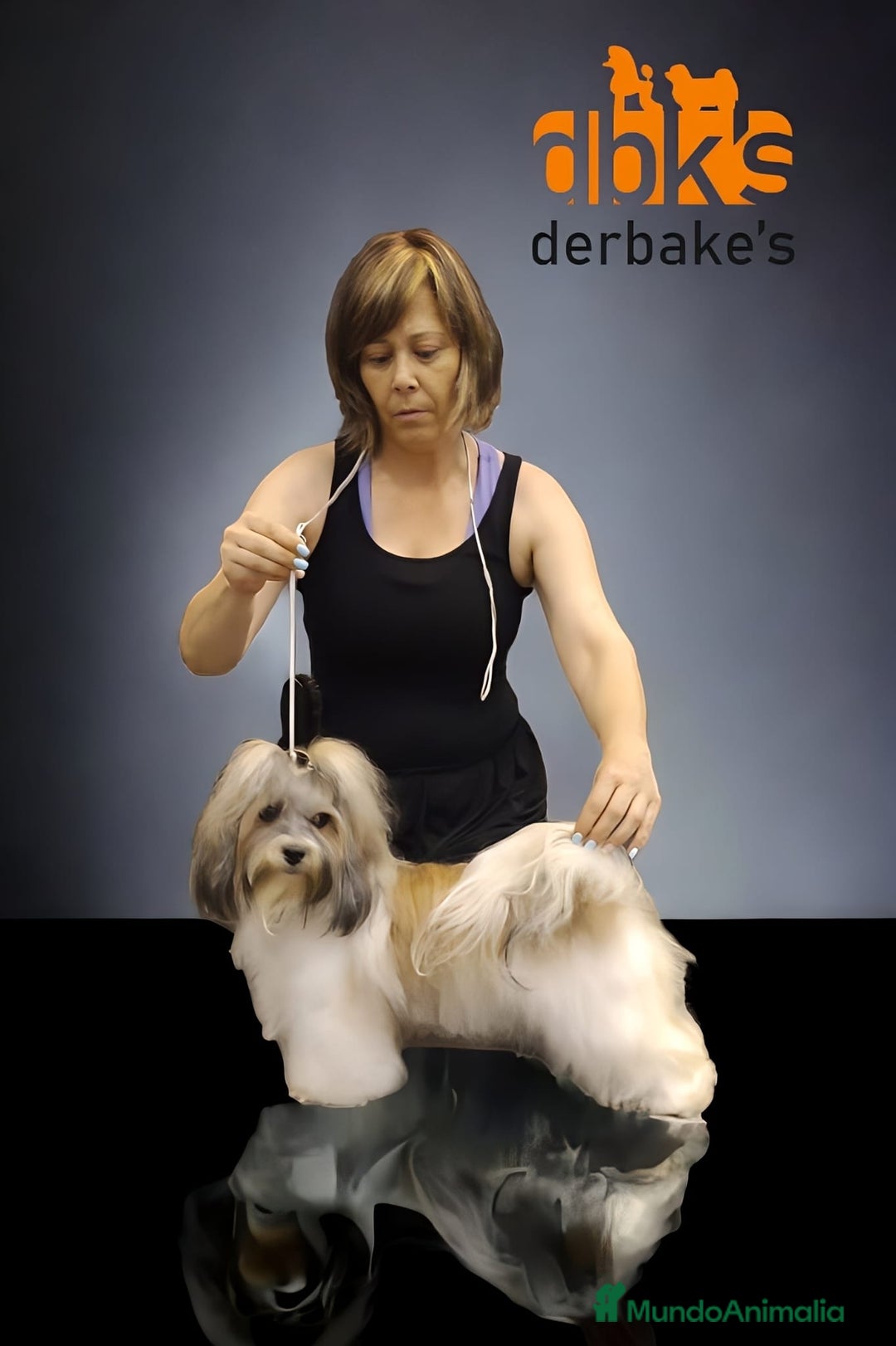 Bichón Habanero perros en venta: BICHON HABANERO - Anuncio 7