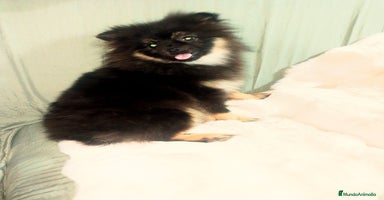 Pomchi perros Último macho de pomerania  - Anuncio 4