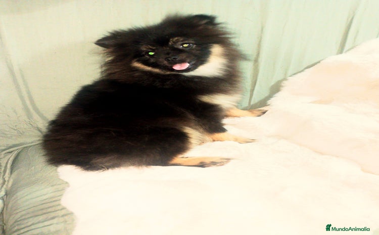 Pomchi perros - Anuncio 2