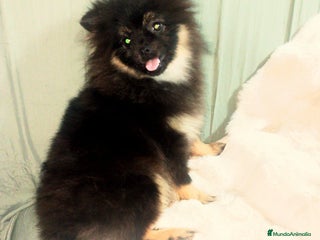 Pomchi perros - Anuncio 2