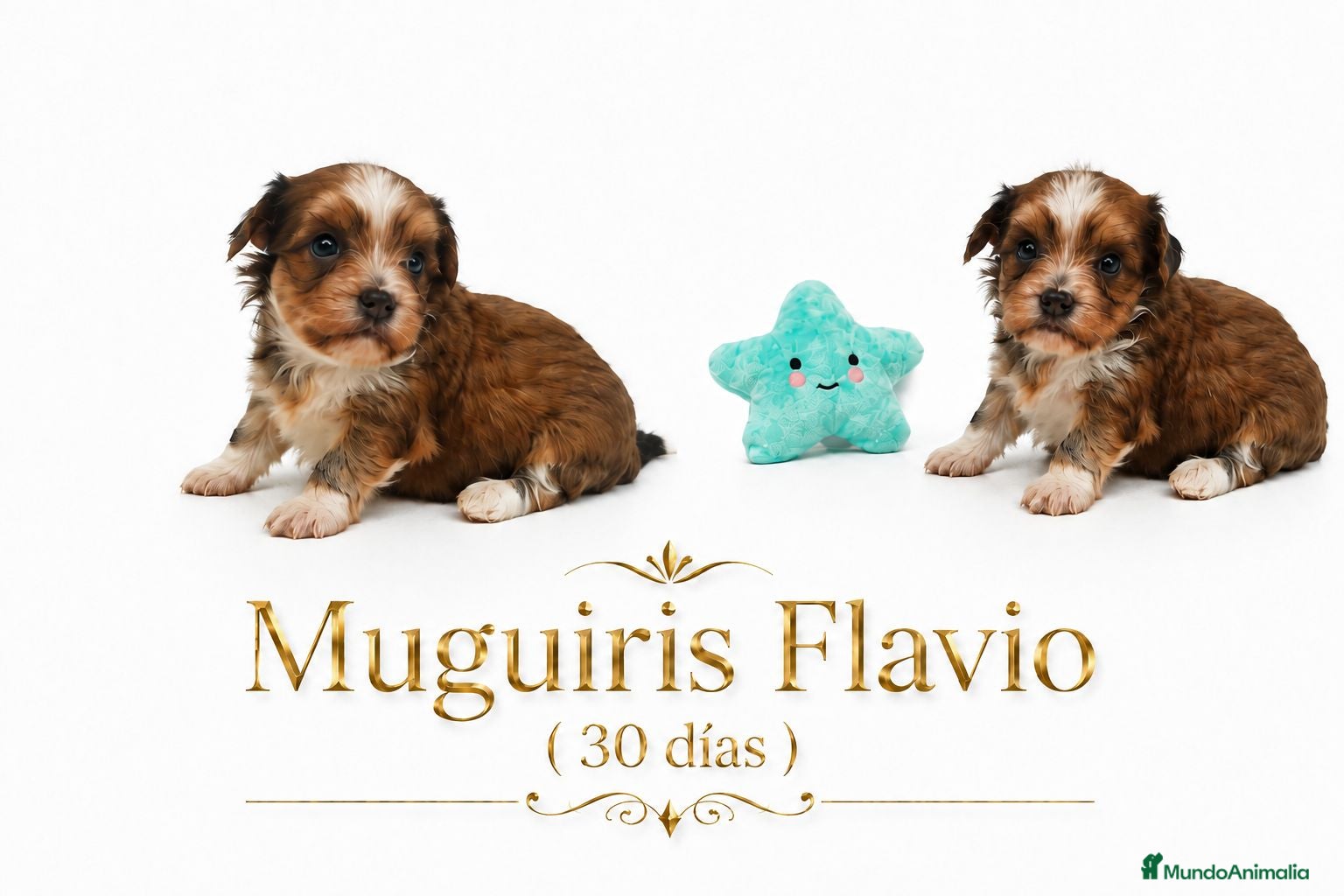 Bichón Habanero perros Muguiris Flavio - Anuncio 40