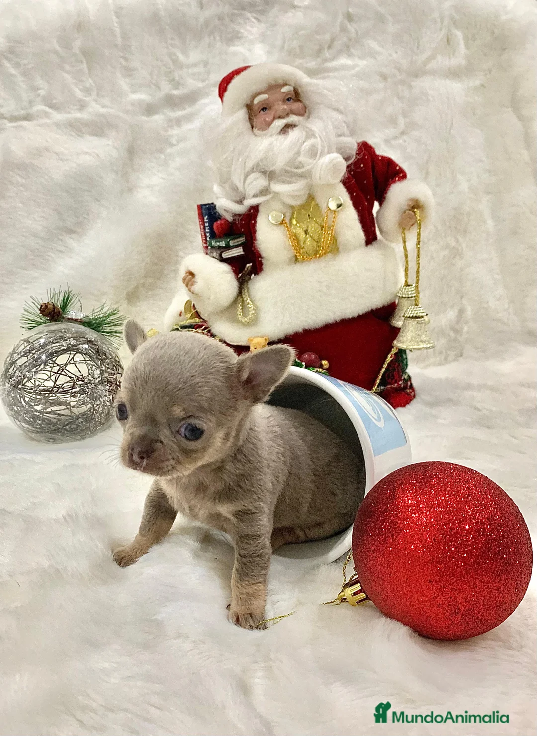 Chihuahua perros en venta: Chihuahua hembras y machoa color lilac - Anuncio 3