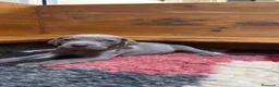 Weimaraner perros en venta: Cachorros weimaraner  - Anuncio 9