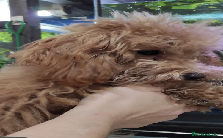 Caniche Toy perros - Anuncio 2