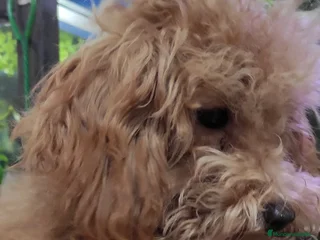 Caniche Toy perros - Anuncio 2