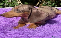 Teckel Miniatura perros en venta: TECKEL MINIATURA DISPONIBLES - Imagen 6