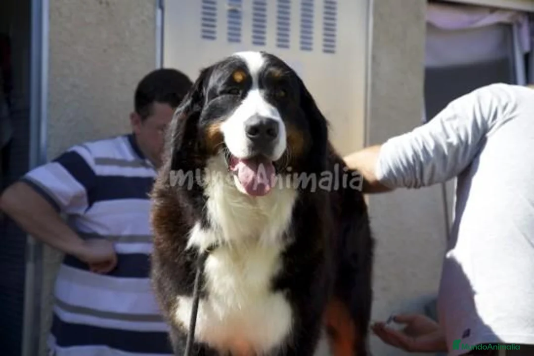 Imagen de galería {{count}}