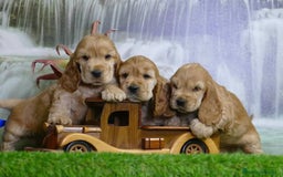 Cocker Spaniel Americano perros en venta: Cocker spanish dorado y negro  - Imagen 1