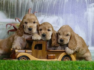 Cocker Spaniel Americano perros - Anuncio 2