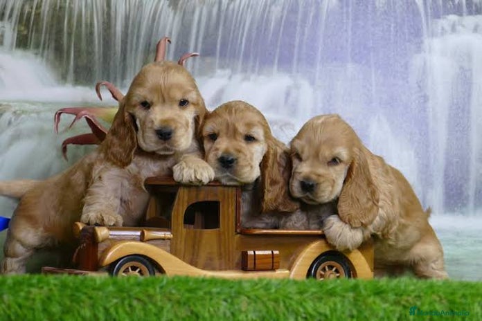 Cocker Spaniel Americano perros - Anuncio 3