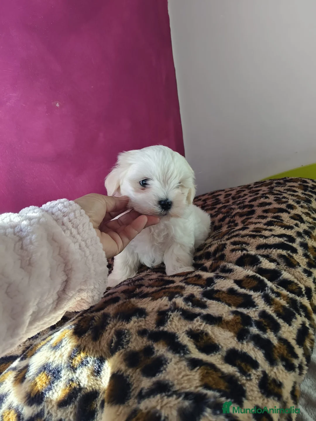 Bichón Maltés perros en venta: Excelente camada de Bichon Maltés  en Barcelona - Anuncio 1
