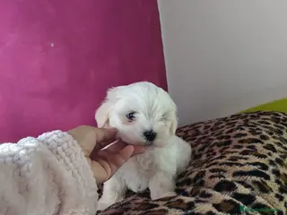 Bichón Maltés perros Excelente camada de Bichon Maltés - Anuncio 1