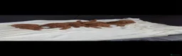 Caniche Toy perros en venta: caniches preciosos 50% asiáticos  - Anuncio 1