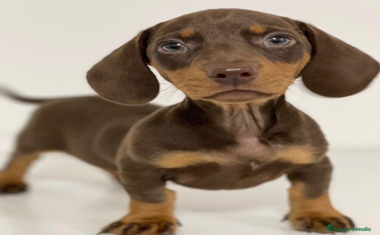 Teckel Miniatura perros - Propaganda 2
