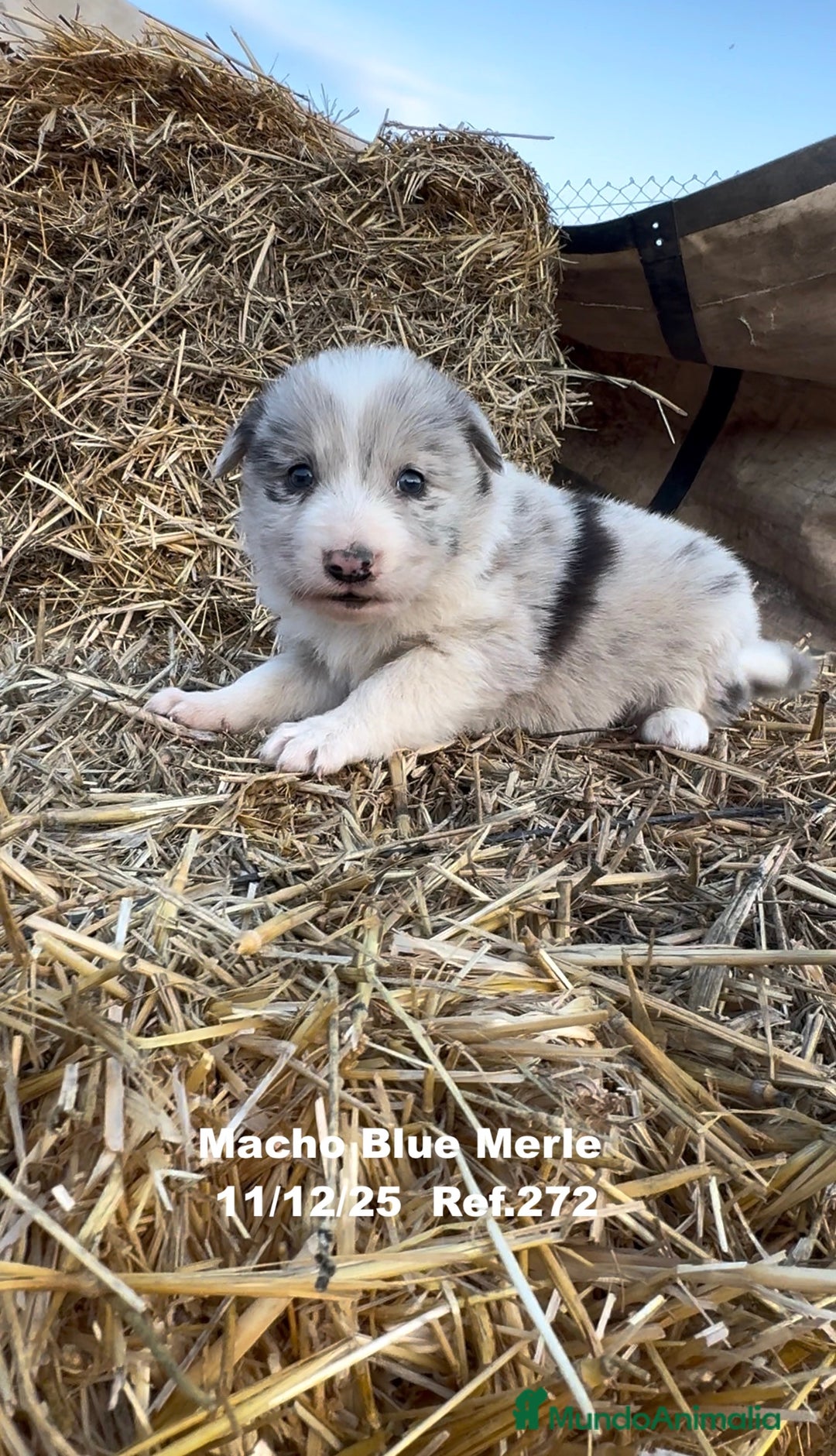 Border Collie perros en venta: Border Collie - Anuncio 17