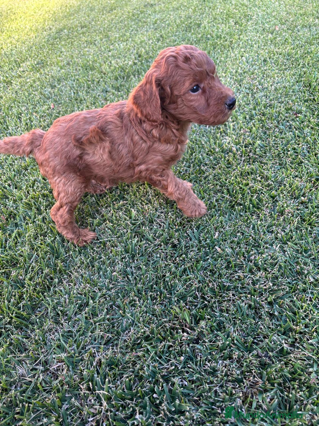 Caniche Toy perros en venta: Caniche Toy Rojo ❤️ - Imagen 2