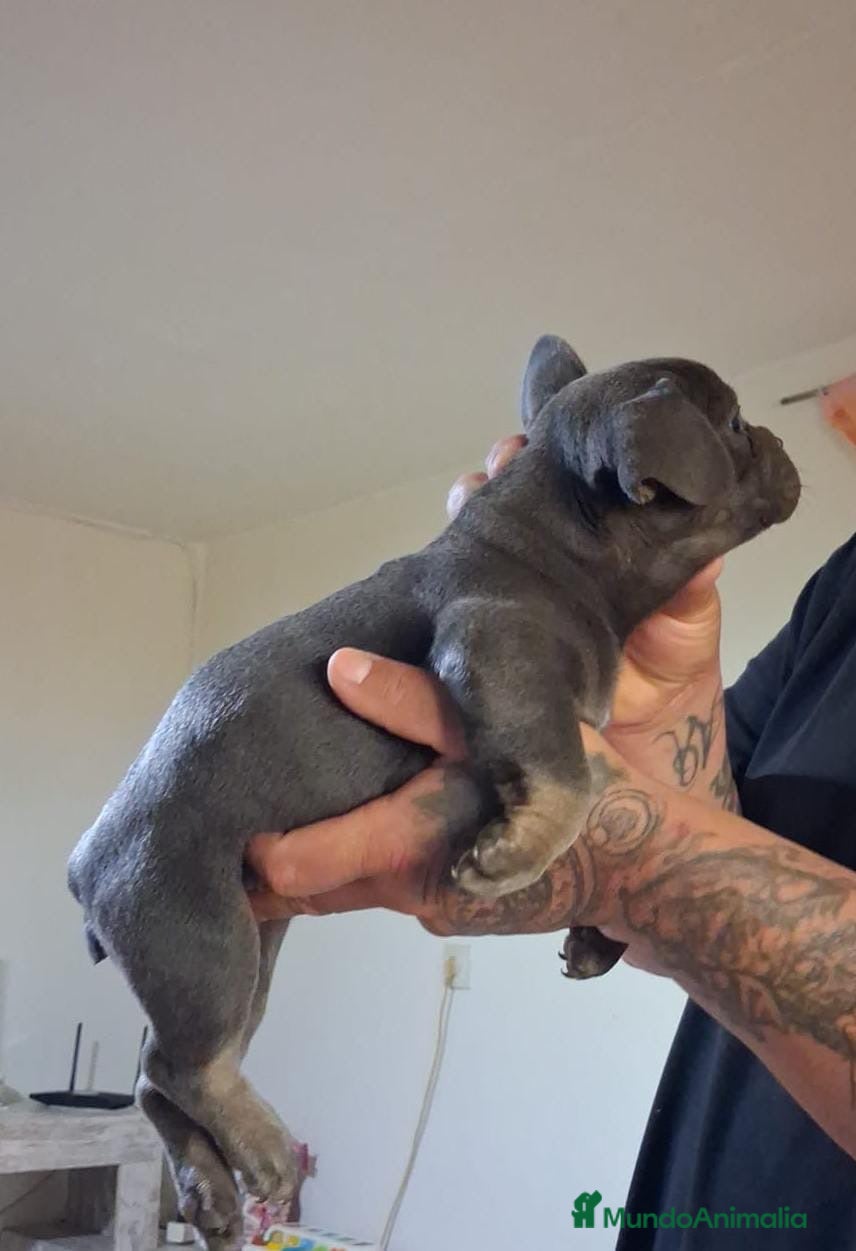 Bulldog Francés perros Bulldog francés 641387649  - Anuncio 1