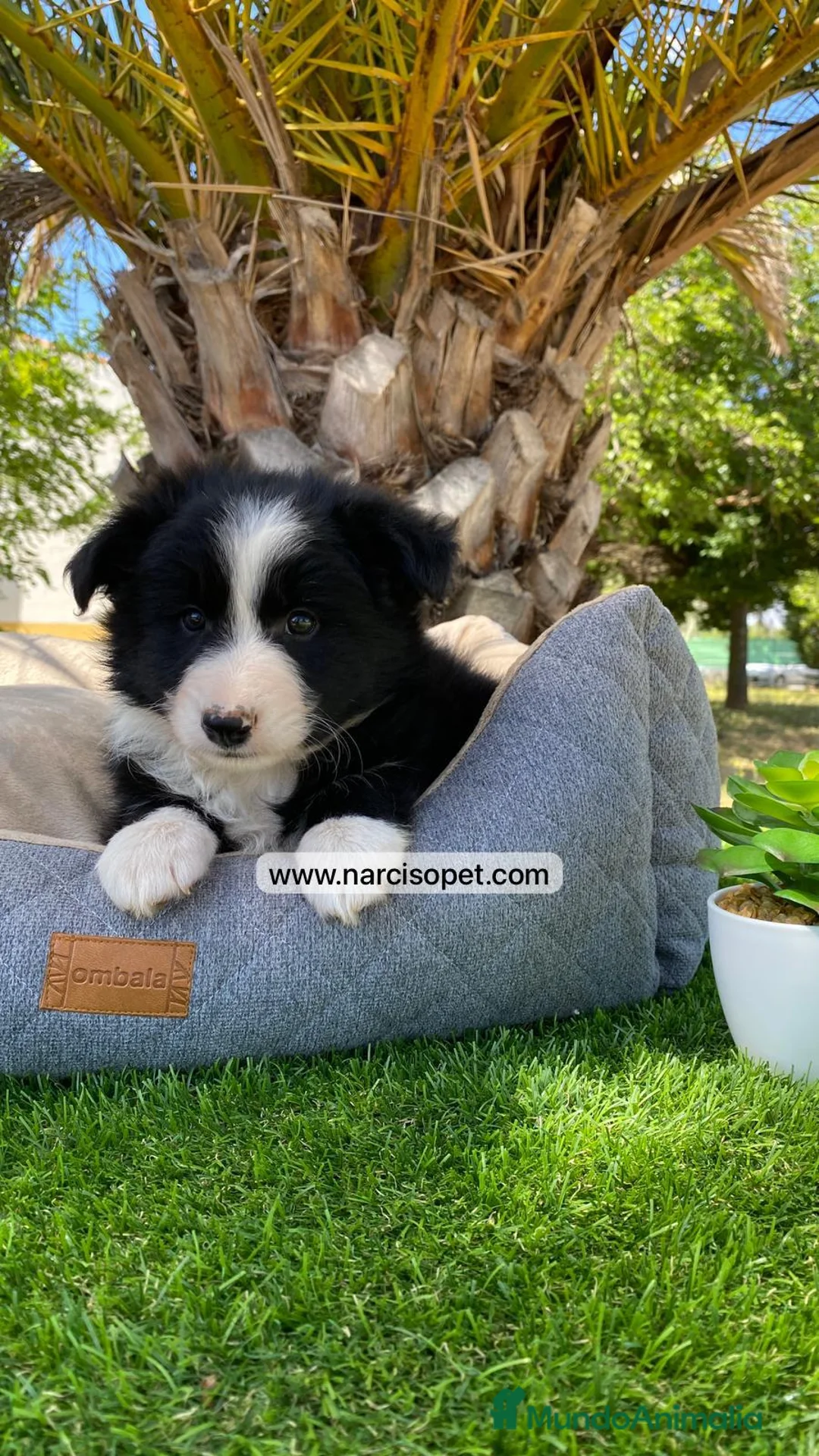 Border Collie perros en venta: CACHORROS BORDER COLLIE - Anuncio 2