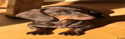 Teckel perros en venta: Teckel Chocolate en Barcelona - Anuncio 5