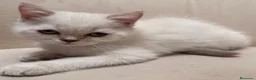 Brasileño de Pelo Corto gatos en venta: British Short Hair  - Anuncio 5