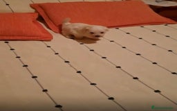 Bichón Maltés perros en venta: BICHON MALTES TOY - Imagen 1