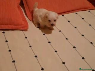 Bichón Maltés perros BICHON MALTES TOY - Anuncio 34
