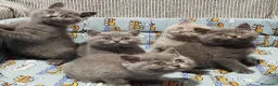 Británico de Pelo Corto gatos en venta: British Shorthair  - Anuncio 4