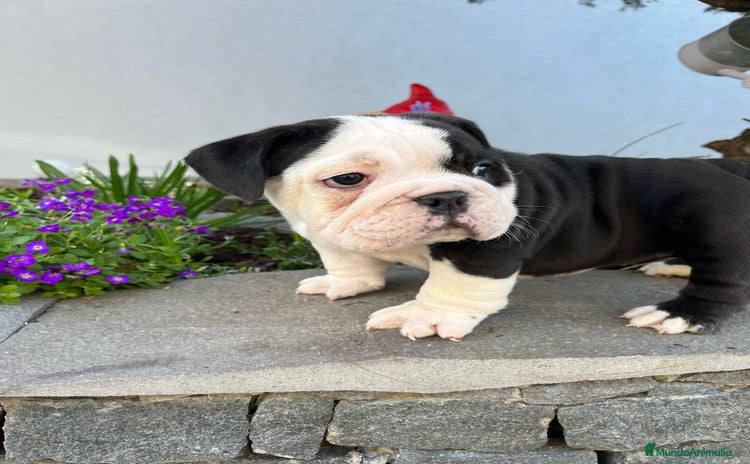 Bulldog Inglés perros - Propaganda 12