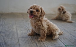 Maltipoo perros en venta: 🌟 Pequeños, tiernos y llenos de vida 💛 - Imagen 6