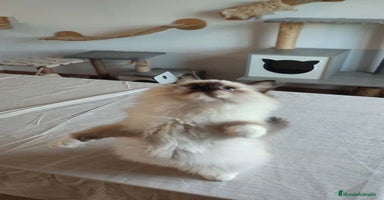 Ragdoll gatos - Anuncio 16