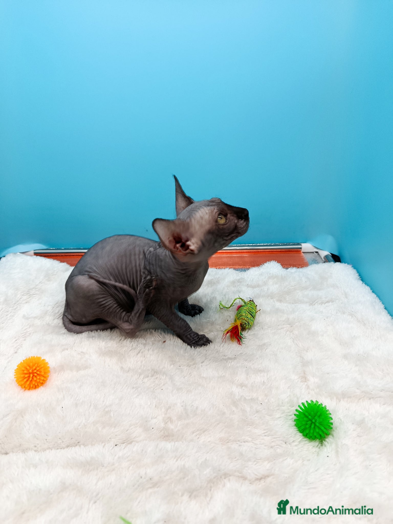 Sphynx gatos en venta: Parejita de Sphynx  - Anuncio 10