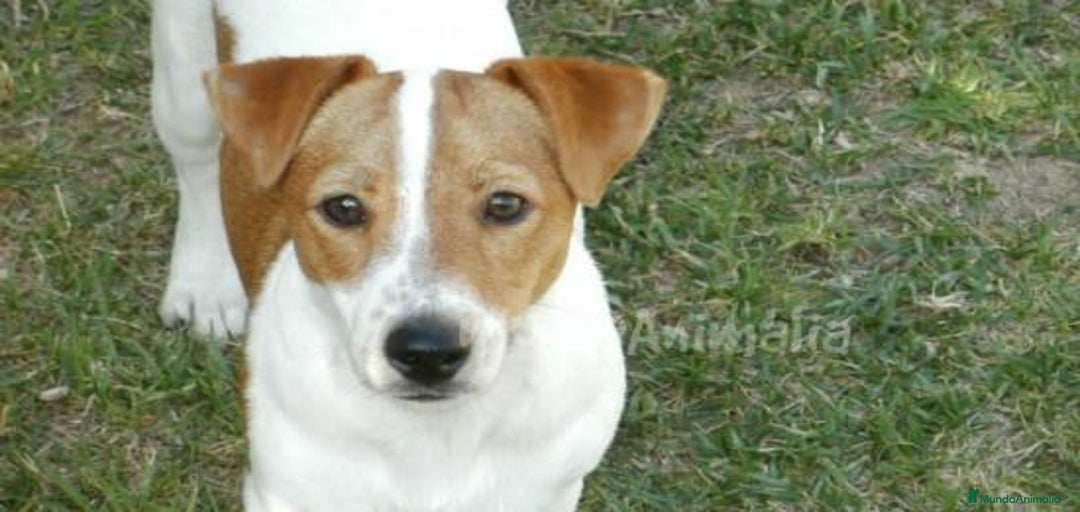 Imagen de galería {{count}}