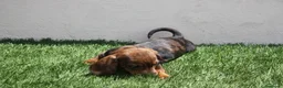 Teckel Miniatura perros en venta: Teckel Miniatura  - Anuncio 3