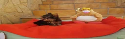 Yorkshire Terrier perros en venta: Yorkshire Terrier  - Anuncio 4