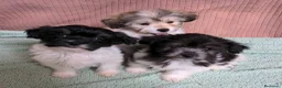 Bichón Habanero perros en venta: Machitos de bichon habanero - Anuncio 3