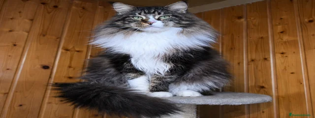 Zeus