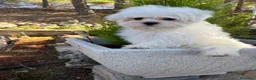 Bichón Maltés perros en venta: Bichon Maltés línea americana y coreana y la  - Anuncio 6