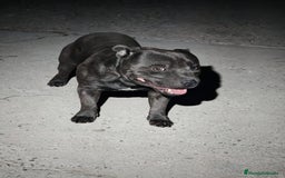Staffordshire Bull Terrier perros en venta: Staffordshire Bull Terrier Blue  - Imagen 1
