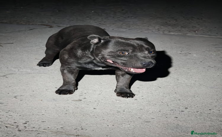 Staffordshire Bull Terrier perros - Anuncio 3