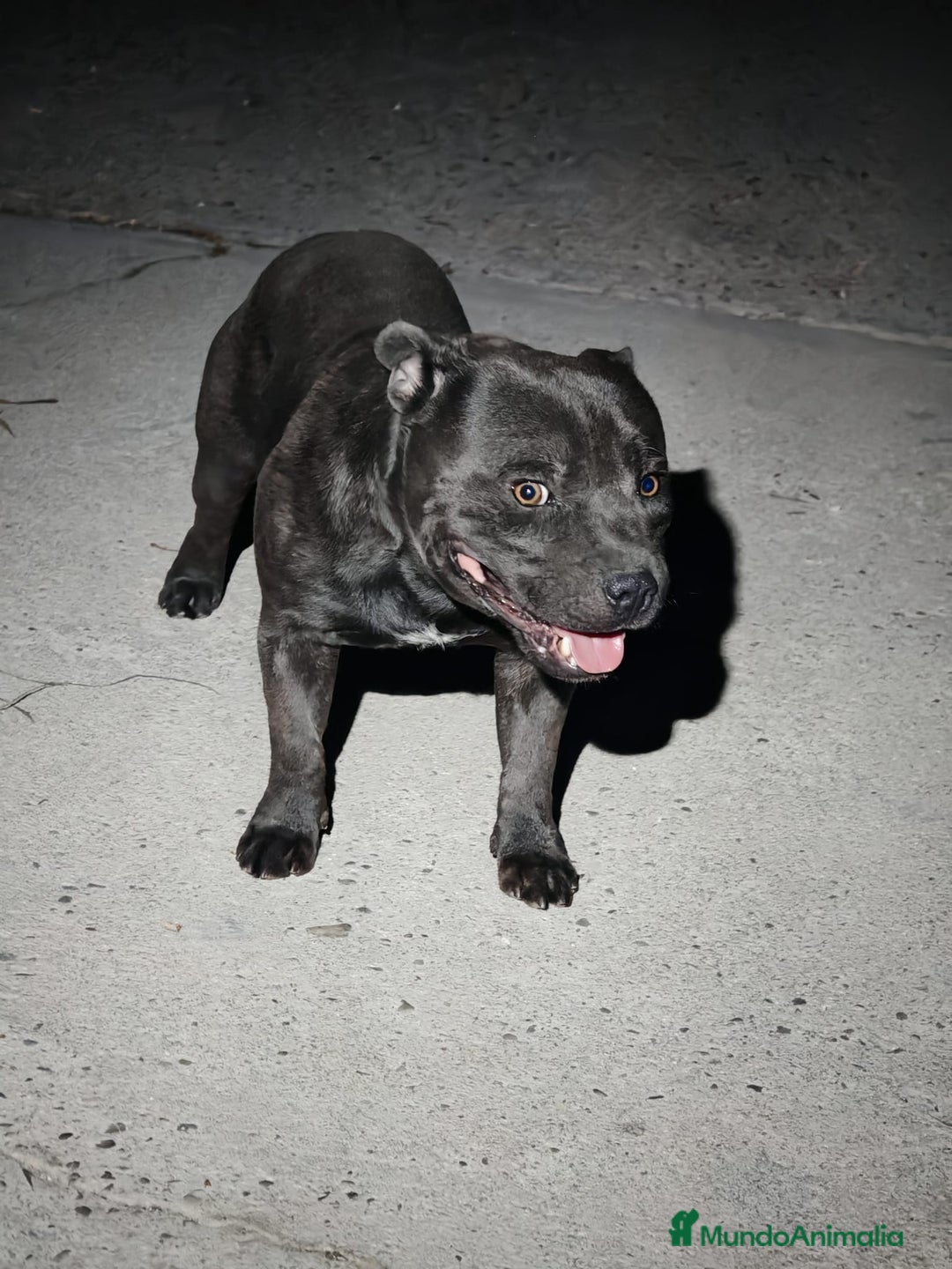 Staffordshire Bull Terrier perros en venta: Staffordshire Bull Terrier Blue  - Imagen 1