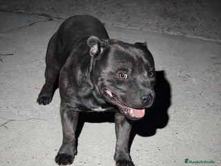 Staffordshire Bull Terrier perros - Anuncio 2